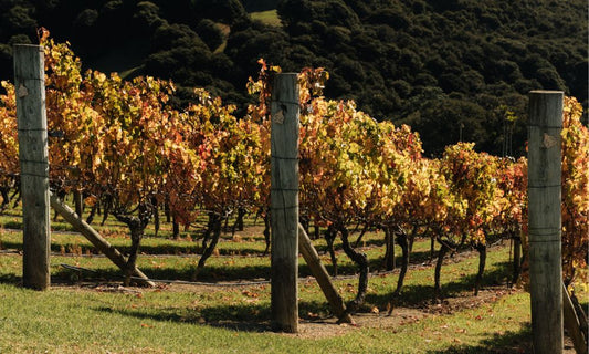 Waiheke Unlocked: The Ultimate Guide